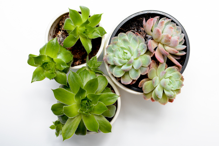 Green succulent plant on modern white office desk, top viewの写真素材
