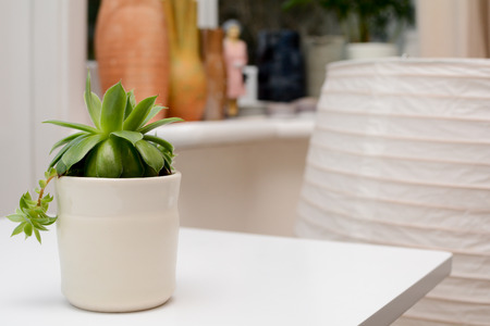 Green succulent plant on modern white office desk, top viewの写真素材