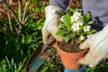 Man planting new pot plants in the gardenの写真素材