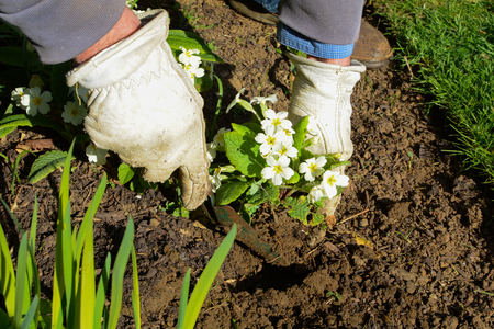 Man planting new pot plants in the gardenの写真素材