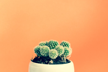 Small Cactus plant on bright modern style backgroundの写真素材