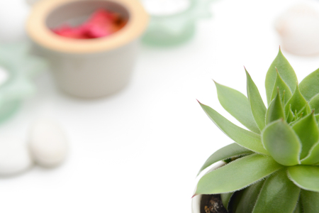 Wellness and spa products for healthy skinの写真素材