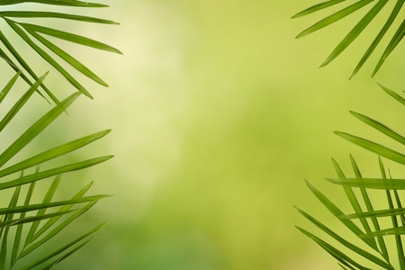 Natural Tropical summer background with green leaves and copy space in centreの写真素材