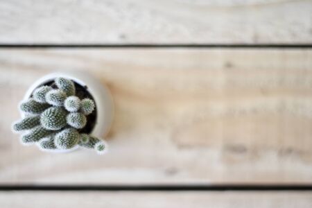 Overhead view of cactus and small succulent plant on a wooden office deskの写真素材