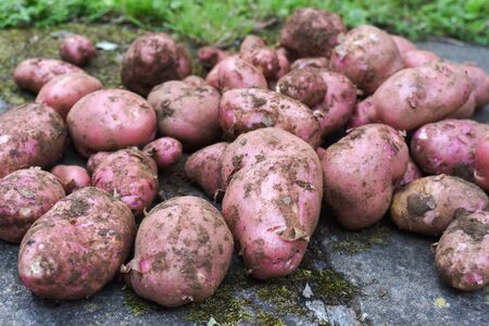 Potato crop freshly picked orgnic potatoes from home grown vegetable patchの写真素材