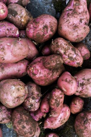 Potato crop freshly picked orgnic potatoes from home grown vegetable patchの写真素材