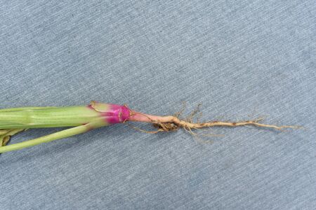 Organic vegetable root from freshly picked spinach plant
