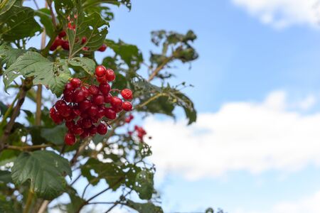 Wild red berry fruit growing outdoors in the countrysideの写真素材