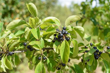 Wild black berry fruit growing outside naturally on a bush in the countryside