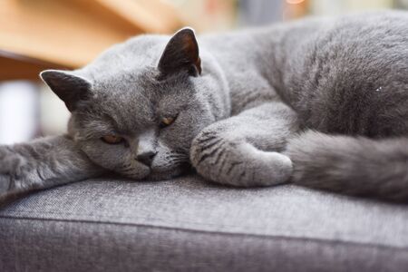 Sleeping restful cat waking up from a nap on favorite chair at homeの写真素材