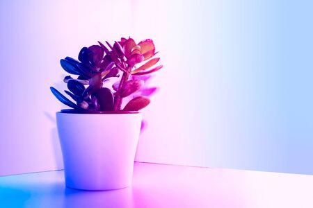 Trendy house plant in modern home interior in corner of the room and styled with pink and blue coloured lightingの写真素材
