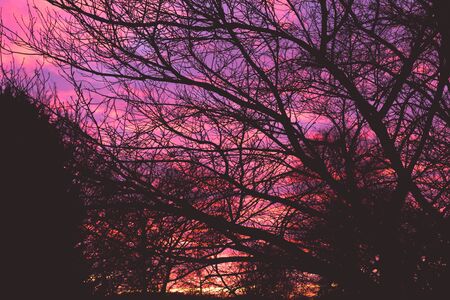 Dramatic pink dawn sunrise through tree branches in early morningの写真素材