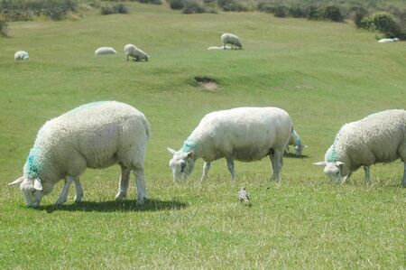 Sheep grazing outdoors on farmland on a bright sunny dayの写真素材