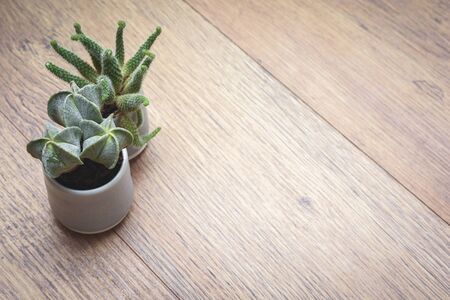 Office or home office desk with decorative plants and cactus on wooden table