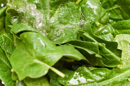 Fresh spinach, organic spinach washed with water, a source of nutrition and vitamins for a healthy dietの写真素材