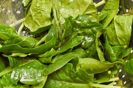 Fresh spinach, organic spinach washed with water, a source of nutrition and vitamins for a healthy dietの写真素材