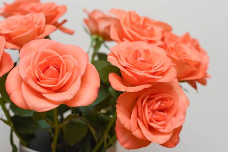 Pink roses close up with a white backgroundの写真素材