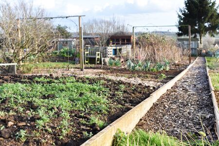 Allotment plot or community garden shared by multiple owners to grow your own vegetables and foodの写真素材