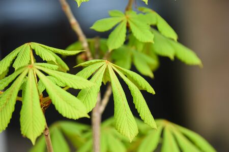 Horse Chestnut tree or Aesculus hippocastanum sapling growing outdoors with close up on leafの写真素材