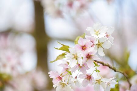 Blossom tree with pink flower petals on natural blue sky backgroundの写真素材