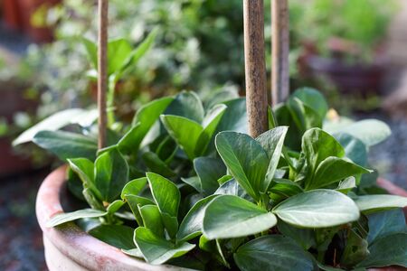 Vegetables growing in a pot in a home gardenの写真素材