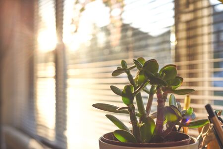 Small money tree plant in window of home interior in sun lightの写真素材