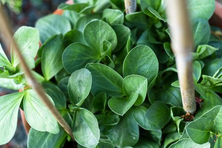 Vegetables growing in a pot in a home gardenの写真素材