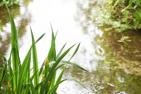 Overgrown natural marsh area in countryside with small stream of waterの写真素材