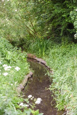 Overgrown natural marsh area in countryside with small stream of waterの写真素材
