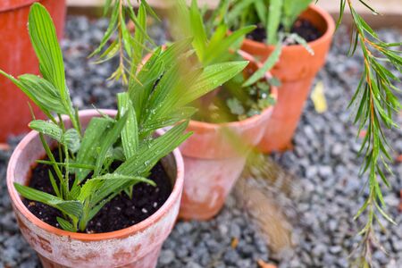 Pot plants growing in small garden patio areaの写真素材