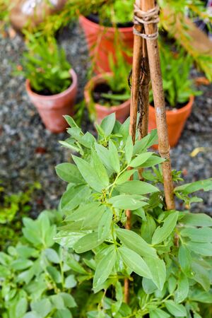 Growing food at home in a small patio garden vegetable plotの写真素材