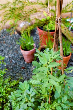 Growing food at home in a small patio garden vegetable plotの写真素材