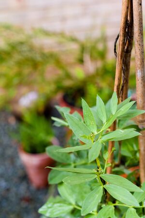 Growing food at home in a small patio garden vegetable plotの写真素材