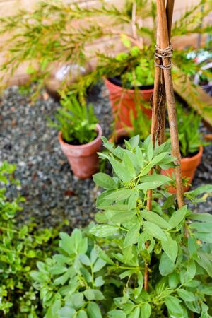 Growing food at home in a small patio garden vegetable plotの写真素材