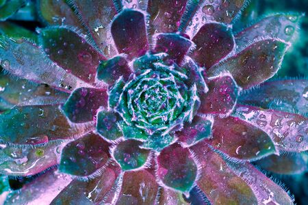 Nature abstract from succulent plant with water after a rain stormの写真素材