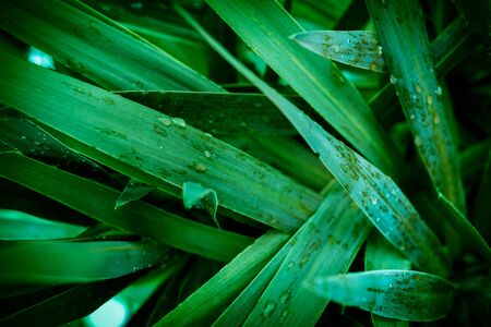 Tropical green leaves with water dropsの写真素材