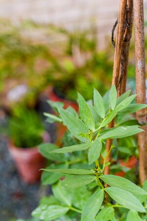 Growing food at home in a small patio garden vegetable plotの写真素材