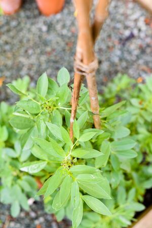 Growing food at home in a small patio garden vegetable plotの写真素材