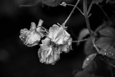 Floral abstract of flower petals with water droplets after rain on dark backgroundの写真素材