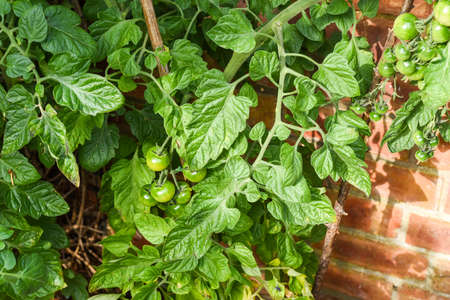 Tomato plant in a vegetable plot in a home grown gardenの写真素材