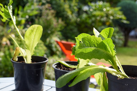 Growing vegetables at home in the gardenの写真素材