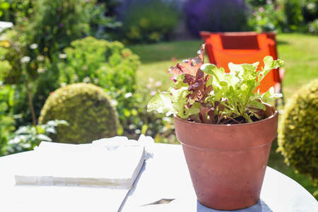 Growing vegetables at home in the gardenの写真素材