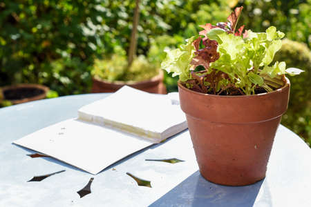 Growing vegetables at home in the gardenの写真素材