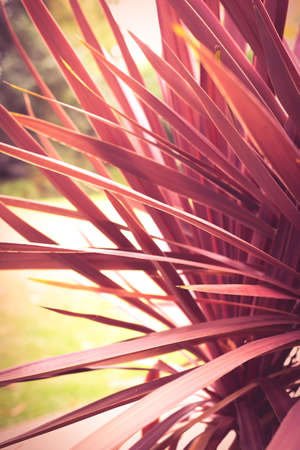 Tropical plant leaves in sun light in a sunny summer gardenの写真素材