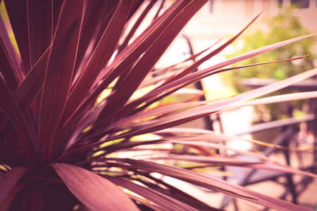 Tropical plant leaves in sun light in a sunny summer gardenの写真素材