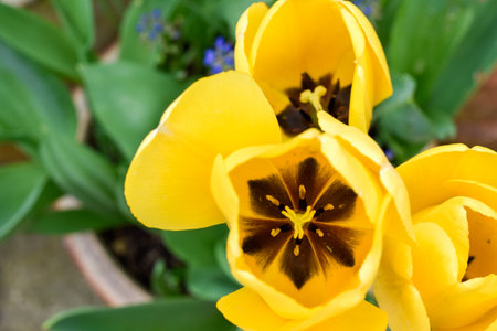 Overhead view of yellow tulip flower head growing in a summer gardenの写真素材