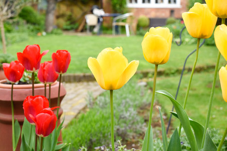 Tulips growing with a view of a garden in the background the flowers are red and yellowの写真素材