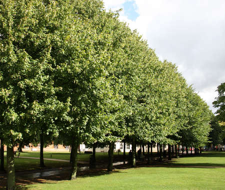 An avenue of treesの写真素材