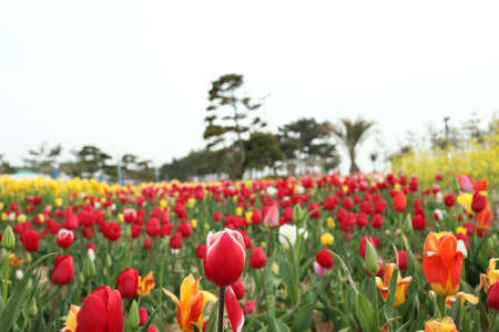 Taean Anmyeondo Tulip Festival