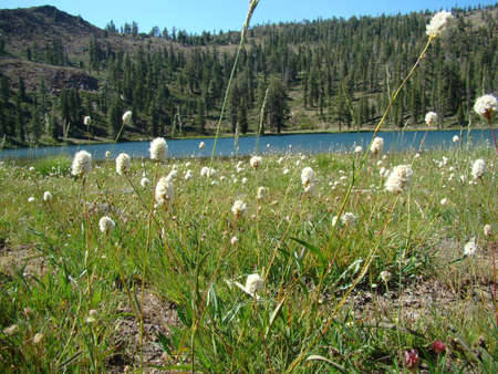 Bull Lake in summerの写真素材